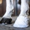 Hov- og veterinærteip