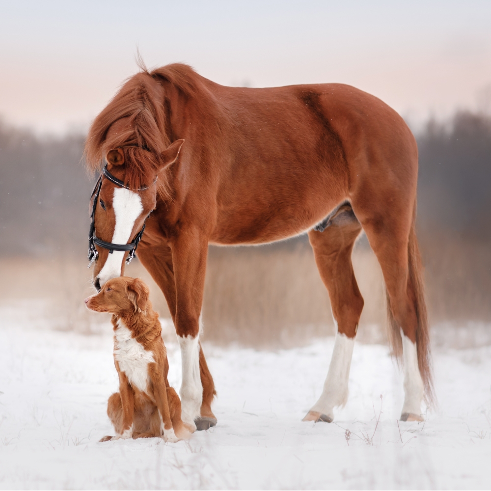 Naturlige ingredienser