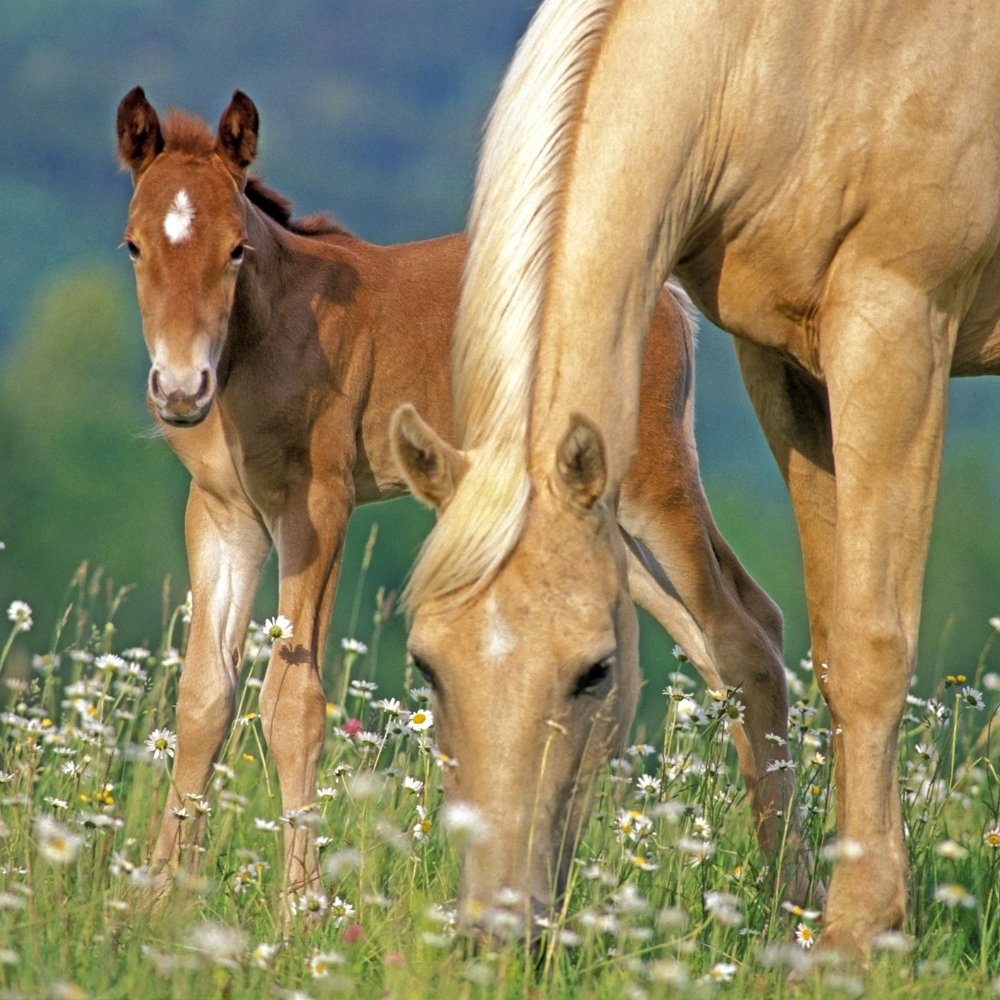 Komplette løsninger