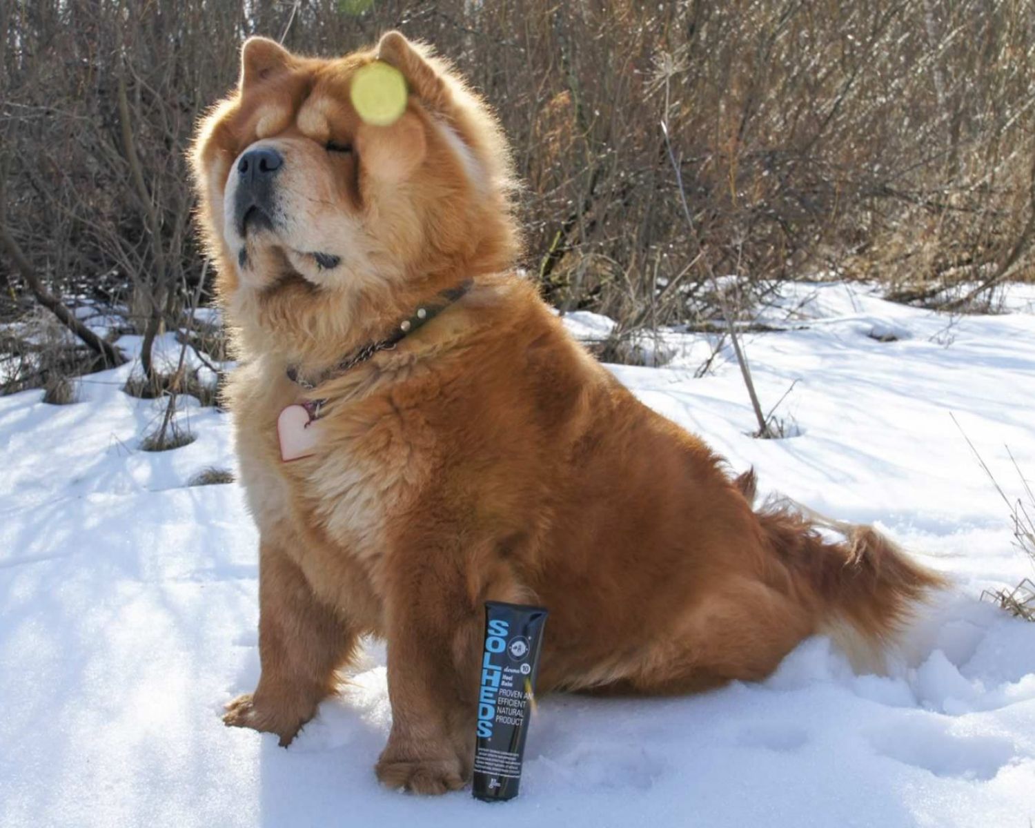 Potepleie for hunder og katter