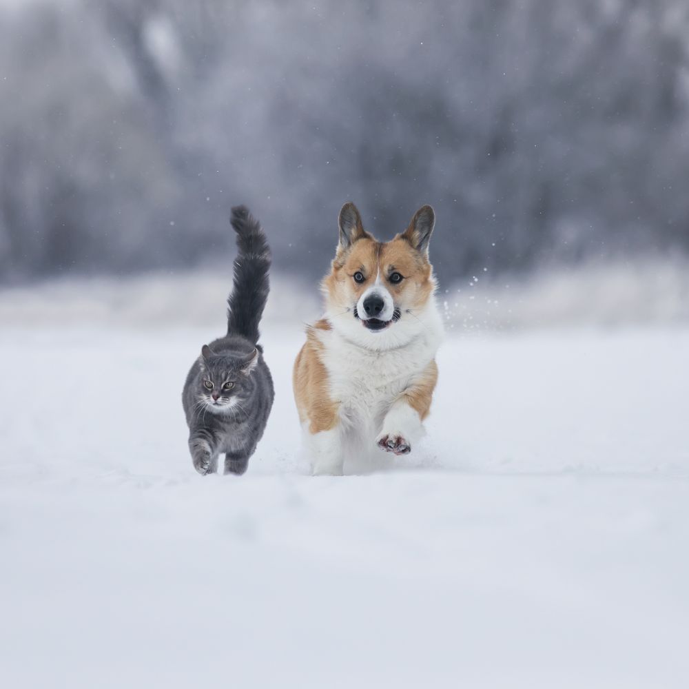 Potepleie for hunder og katter